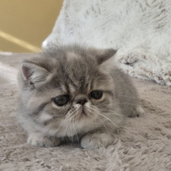 chaton Exotic Shorthair blue tortie spotted tabby Ayaka Chatterie Katzarolli