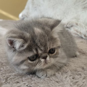 chaton Exotic Shorthair blue tortie spotted tabby Ayaka Chatterie Katzarolli
