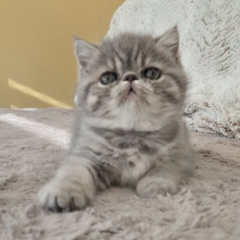 chaton Exotic Shorthair blue tortie spotted tabby Ayaka Chatterie Katzarolli