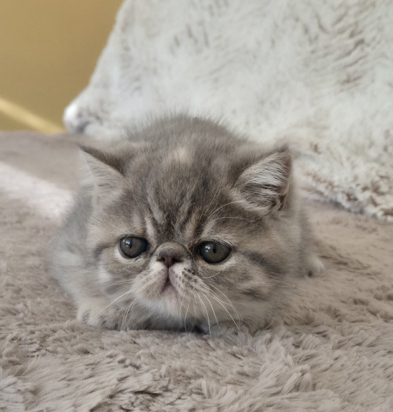 Ayaka Femelle Exotic Shorthair
