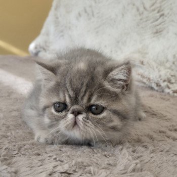 chaton Exotic Shorthair blue tortie spotted tabby Ayaka Chatterie Katzarolli