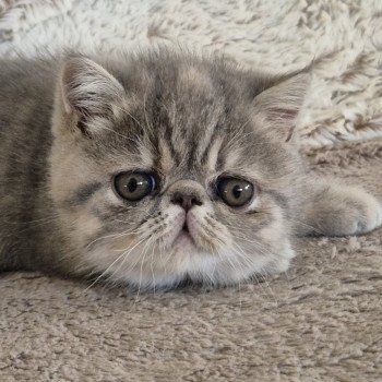 chaton Exotic Shorthair blue tortie spotted tabby Ayaka Chatterie Katzarolli