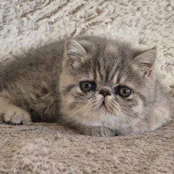 chaton Exotic Shorthair blue tortie spotted tabby Ayaka Chatterie Katzarolli