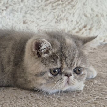 chaton Exotic Shorthair blue tortie spotted tabby Ayaka Chatterie Katzarolli