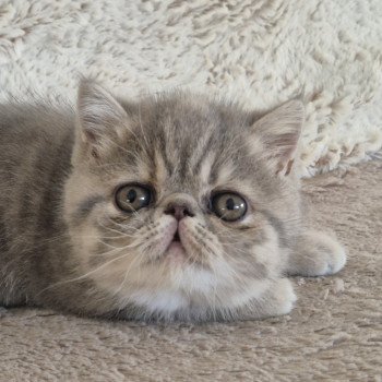 chaton Exotic Shorthair blue tortie spotted tabby Ayaka Chatterie Katzarolli
