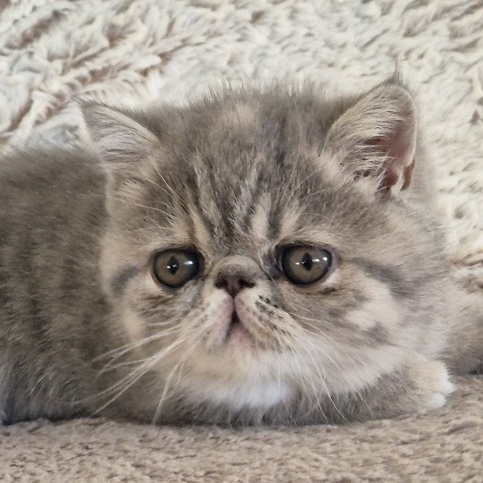 Ayaka Femelle Exotic Shorthair