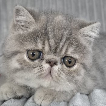 chaton Exotic Shorthair blue tortie spotted tabby Ayaka Chatterie Katzarolli