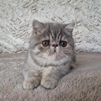 chaton Exotic Shorthair blue tortie spotted tabby Ayaka Chatterie Katzarolli
