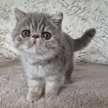 chaton Exotic Shorthair blue tortie spotted tabby Ayaka Chatterie Katzarolli