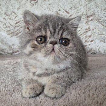 chaton Exotic Shorthair blue tortie spotted tabby Ayaka Chatterie Katzarolli