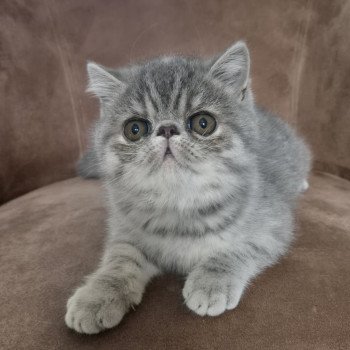 chaton Exotic Shorthair blue tortie spotted tabby Ayaka Chatterie Katzarolli