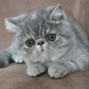 chaton Exotic Shorthair blue tortie spotted tabby Ayaka Chatterie Katzarolli