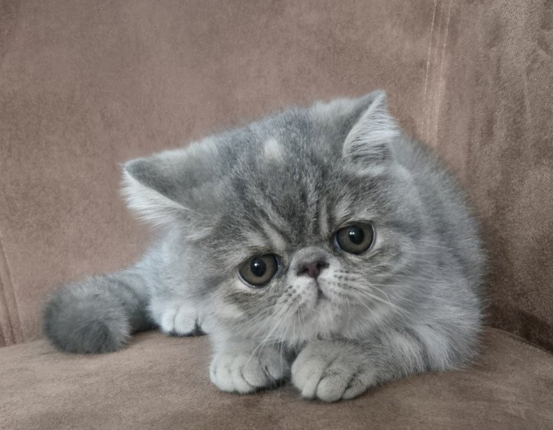 Ayaka Femelle Exotic Shorthair