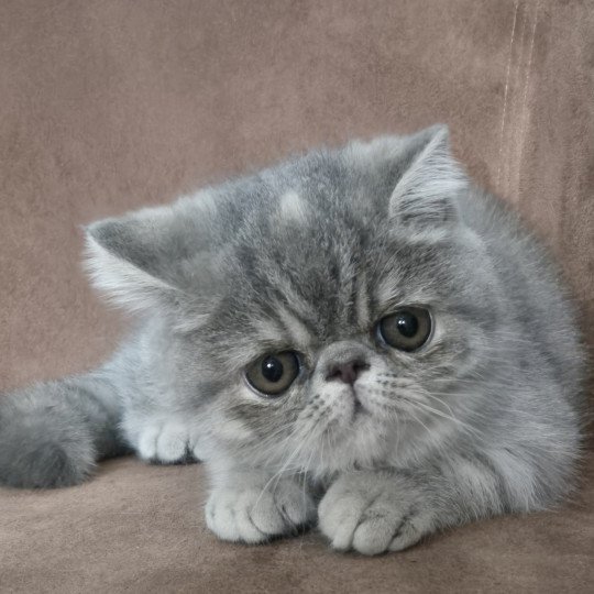 Ayaka Femelle Exotic Shorthair