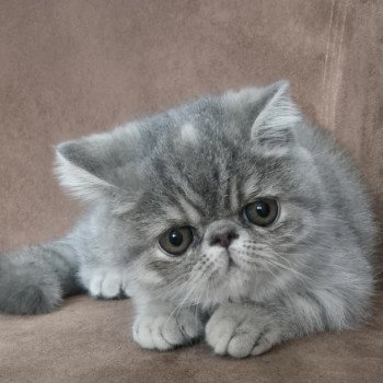 chaton Exotic Shorthair blue tortie spotted tabby Ayaka Chatterie Katzarolli