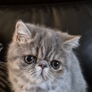chaton Exotic Shorthair blue tortie spotted tabby Ayaka Chatterie Katzarolli