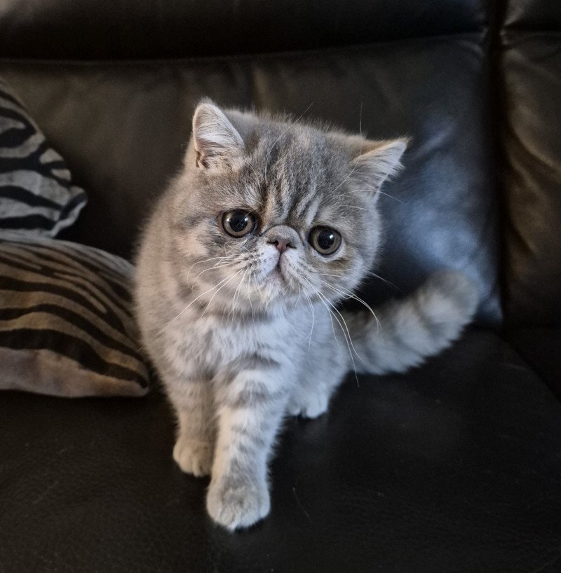 Ayaka Femelle Exotic Shorthair