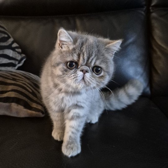 Ayaka Femelle Exotic Shorthair