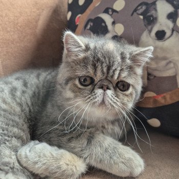 chaton Exotic Shorthair blue tortie spotted tabby Ayaka Chatterie Katzarolli