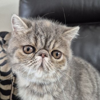 chaton Exotic Shorthair blue tortie spotted tabby Ayaka Chatterie Katzarolli