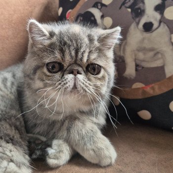 chaton Exotic Shorthair blue tortie spotted tabby Ayaka Chatterie Katzarolli