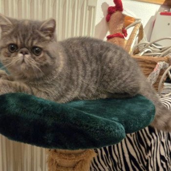 chaton Exotic Shorthair blue tortie spotted tabby Ayaka Chatterie Katzarolli