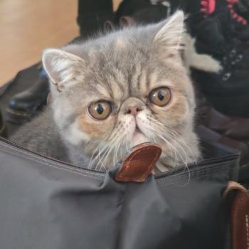chaton Exotic Shorthair blue tortie spotted tabby Ayaka Chatterie Katzarolli