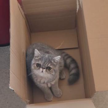 chaton Exotic Shorthair blue tortie spotted tabby Ayaka Chatterie Katzarolli