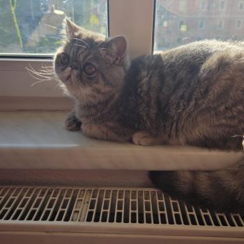 chaton Exotic Shorthair blue tortie spotted tabby Ayaka Chatterie Katzarolli