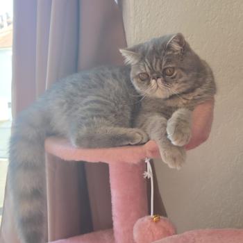 chaton Exotic Shorthair blue tortie spotted tabby Ayaka Chatterie Katzarolli