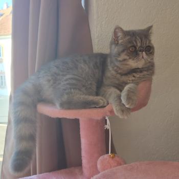 chaton Exotic Shorthair blue tortie spotted tabby Ayaka Chatterie Katzarolli