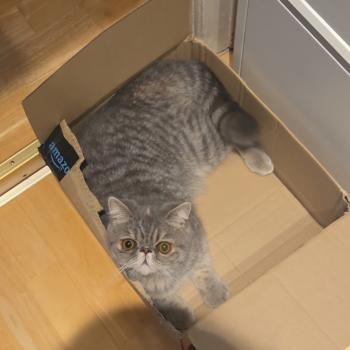 chaton Exotic Shorthair blue tortie spotted tabby Ayaka Chatterie Katzarolli