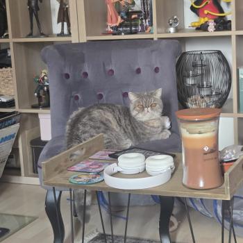 chaton Exotic Shorthair blue tortie spotted tabby Ayaka Chatterie Katzarolli