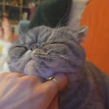 chaton Exotic Shorthair blue tortie spotted tabby Ayaka Chatterie Katzarolli