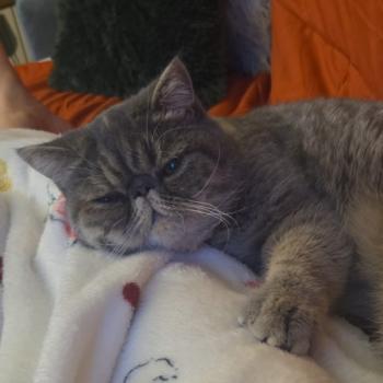 chaton Exotic Shorthair blue tortie spotted tabby Ayaka Chatterie Katzarolli