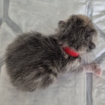 chaton Exotic Shorthair blue Chatterie Katzarolli chaton Exotic Shorthair blue Chatterie Katzarolli