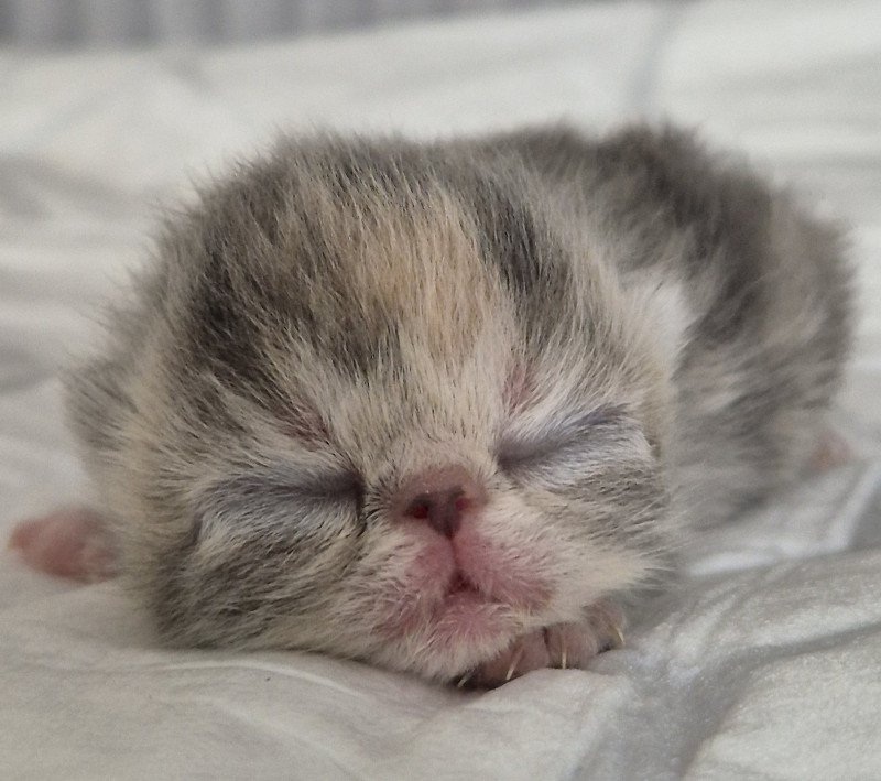 Collier rouge Femelle Exotic Shorthair