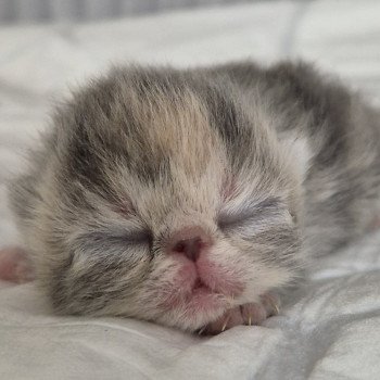 chaton Exotic Shorthair blue tortie & blanc Collier rouge Chatterie Katzarolli chaton Exotic Shorthair blue tortie & blanc Collier rouge Chatterie Katzarolli
