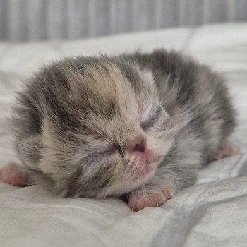 chaton Exotic Shorthair blue tortie & blanc Collier rouge Chatterie Katzarolli chaton Exotic Shorthair blue tortie & blanc Collier rouge Chatterie Katzarolli