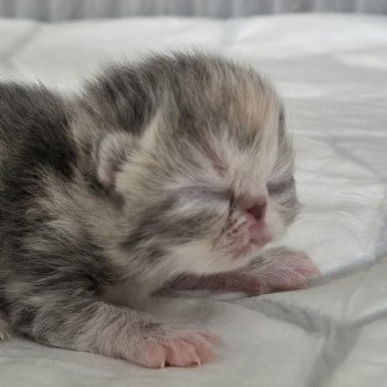 chaton Exotic Shorthair blue tortie & blanc Collier rouge Chatterie Katzarolli chaton Exotic Shorthair blue tortie & blanc Collier rouge Chatterie Katzarolli