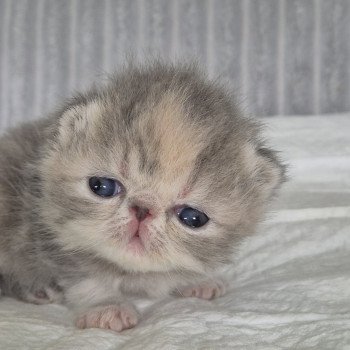 chaton Exotic Shorthair blue tortie blotched tabby & blanc Collier rouge Chatterie Katzarolli