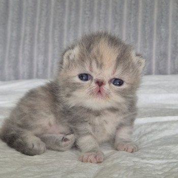 chaton Exotic Shorthair blue tortie blotched tabby & blanc Collier rouge Chatterie Katzarolli