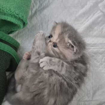 chaton Exotic Shorthair blue tortie blotched tabby Collier rouge Chatterie Katzarolli