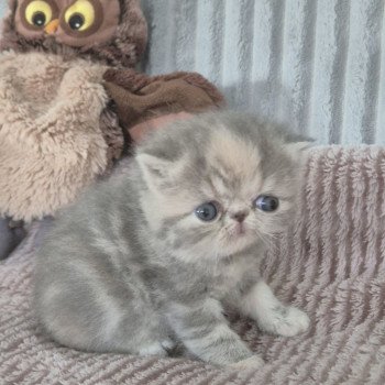 chaton Exotic Shorthair blue tortie blotched tabby Collier rouge Chatterie Katzarolli