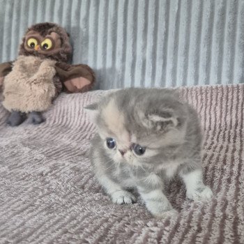 chaton Exotic Shorthair blue tortie blotched tabby Collier rouge Chatterie Katzarolli