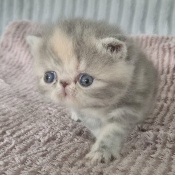 chaton Exotic Shorthair blue tortie blotched tabby Collier rouge Chatterie Katzarolli