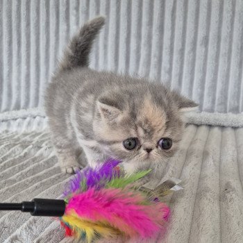 chaton Exotic Shorthair blue tortie blotched tabby Collier rouge Chatterie Katzarolli