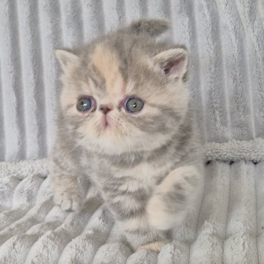 Collier rouge Femelle Exotic Shorthair