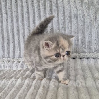 chaton Exotic Shorthair blue tortie blotched tabby Collier rouge Chatterie Katzarolli