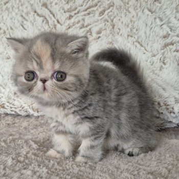 chaton Exotic Shorthair blue tortie blotched tabby Collier rouge Chatterie Katzarolli